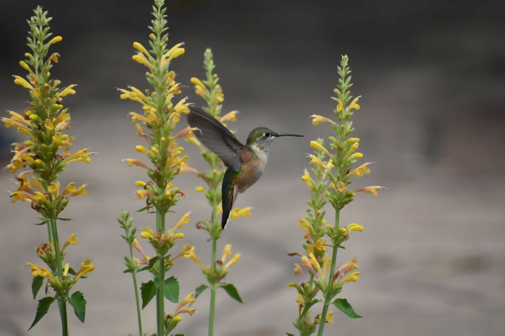 "Hummingbird II" 12x8 2/100