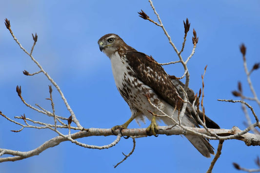 "Red-tailed Hawk" 12x8 2/100