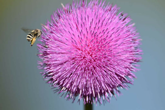 "Pink Thistle with a Bumblebee" 12x8 2/100