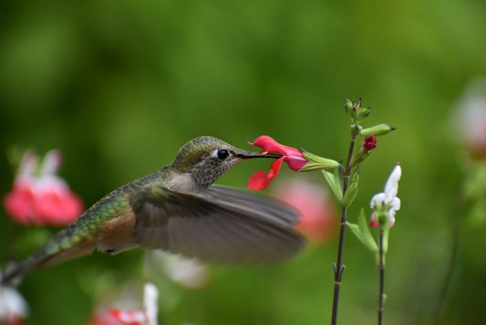 "Hummingbird" 12x8 2/100