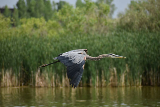 GBH 24x16 DSC_0470