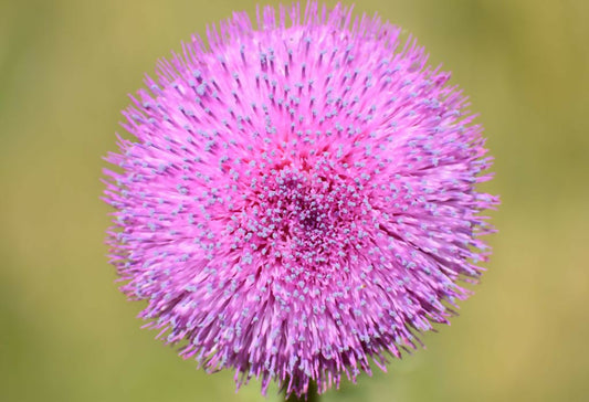 "Pink Thistle" 24x16 4/30