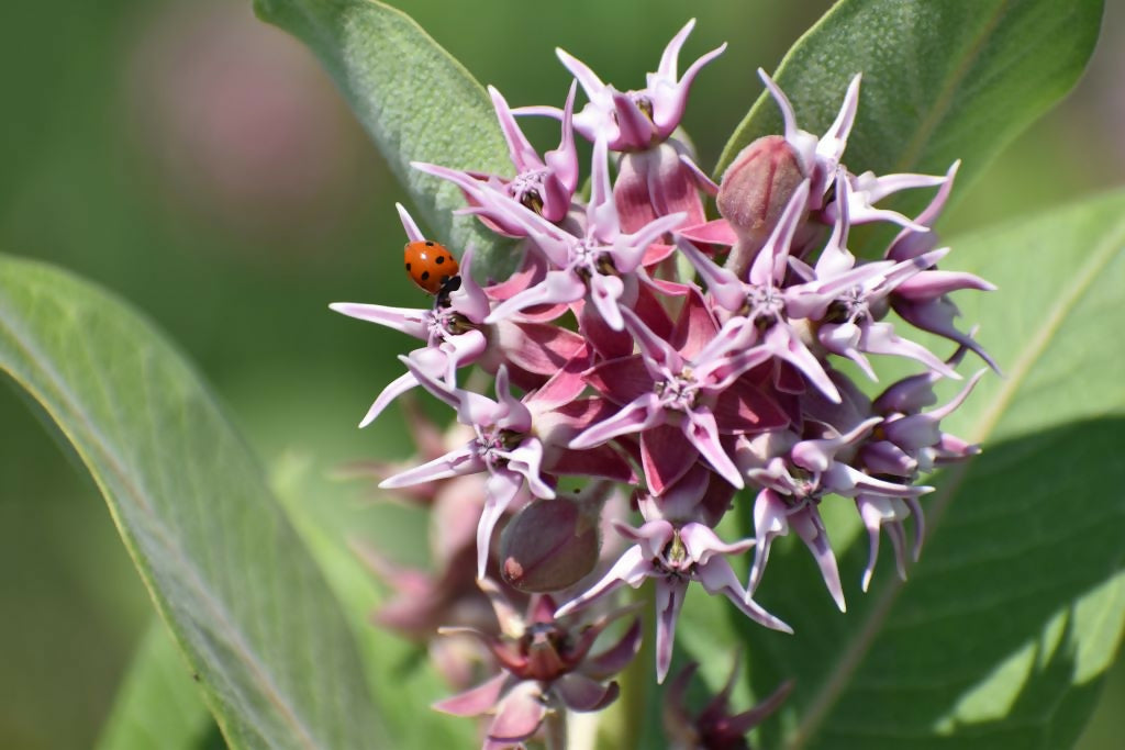 "Ladybug on Milkweed" 2/30 24x16