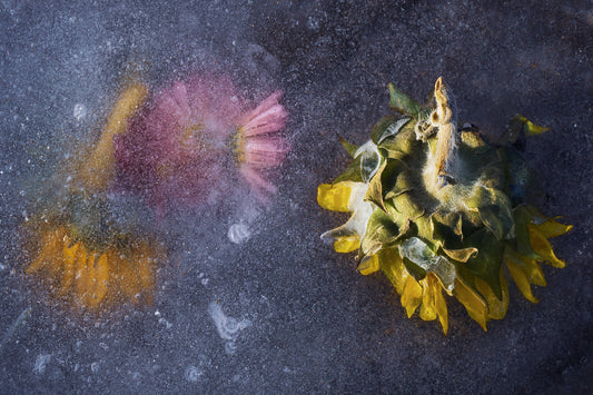 Flowers Found Frozen in an Icy Creek, #1