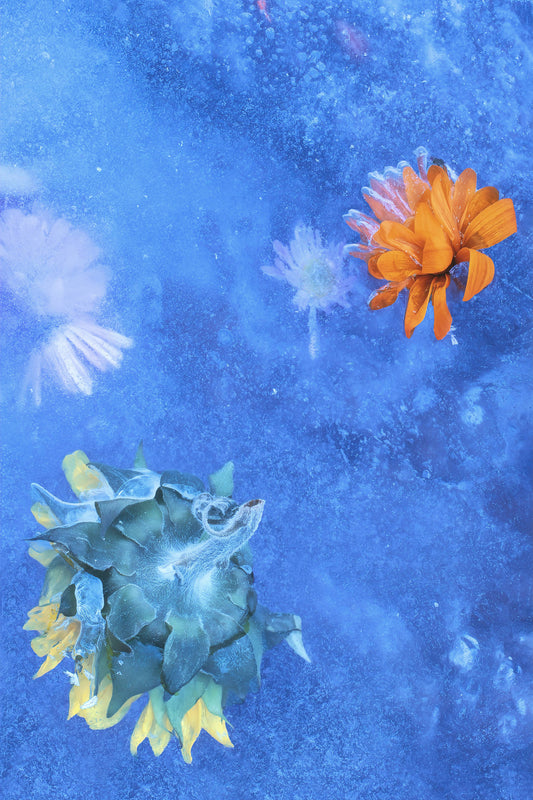Flowers Found Frozen in an Icy Creek, #4